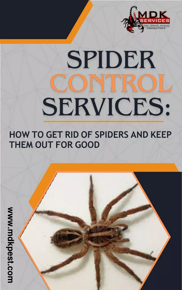 how to get rid of spiders and keep them