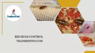 bed bugs control