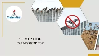 Best Bird Control Services in UAE - TradersFind