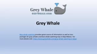 grey whale