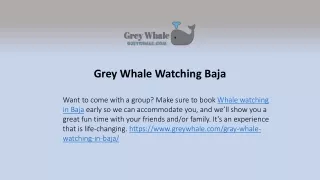 grey whale watching baja