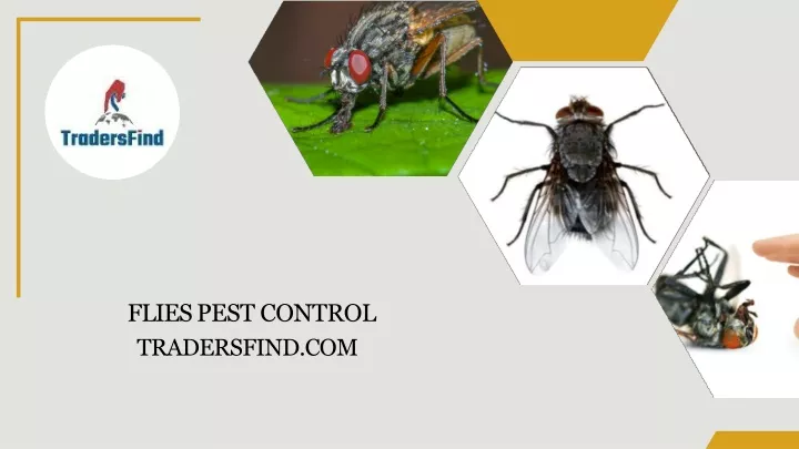 flies pest control tradersfind com