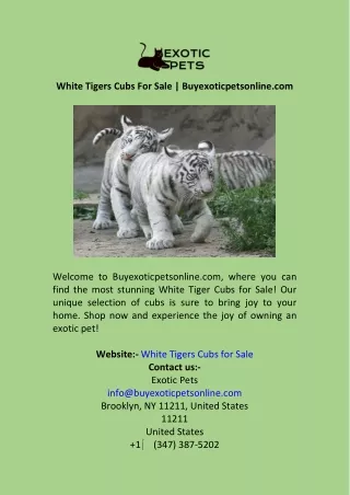White Tigers Cubs For Sale  Buyexoticpetsonline.com