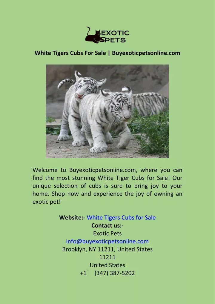 white tigers cubs for sale buyexoticpetsonline com
