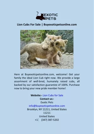 Lion Cubs For Sale  Buyexoticpetsonline.com