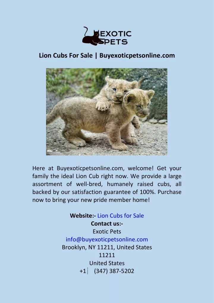 lion cubs for sale buyexoticpetsonline com