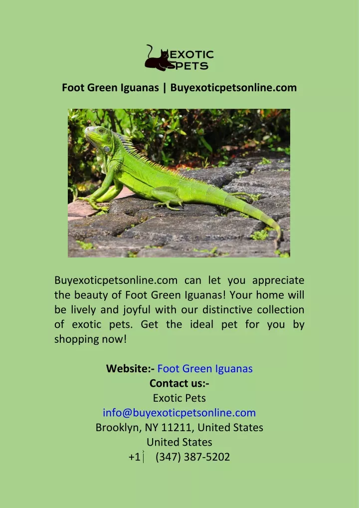 foot green iguanas buyexoticpetsonline com