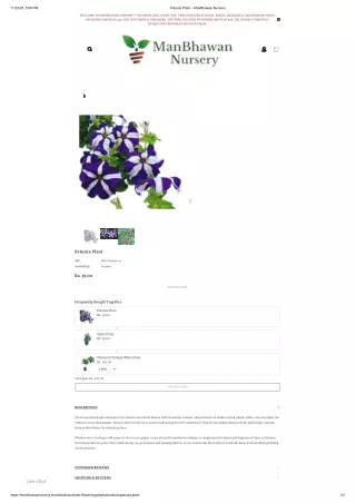 Petunia Plant – ManBhawan Nursery