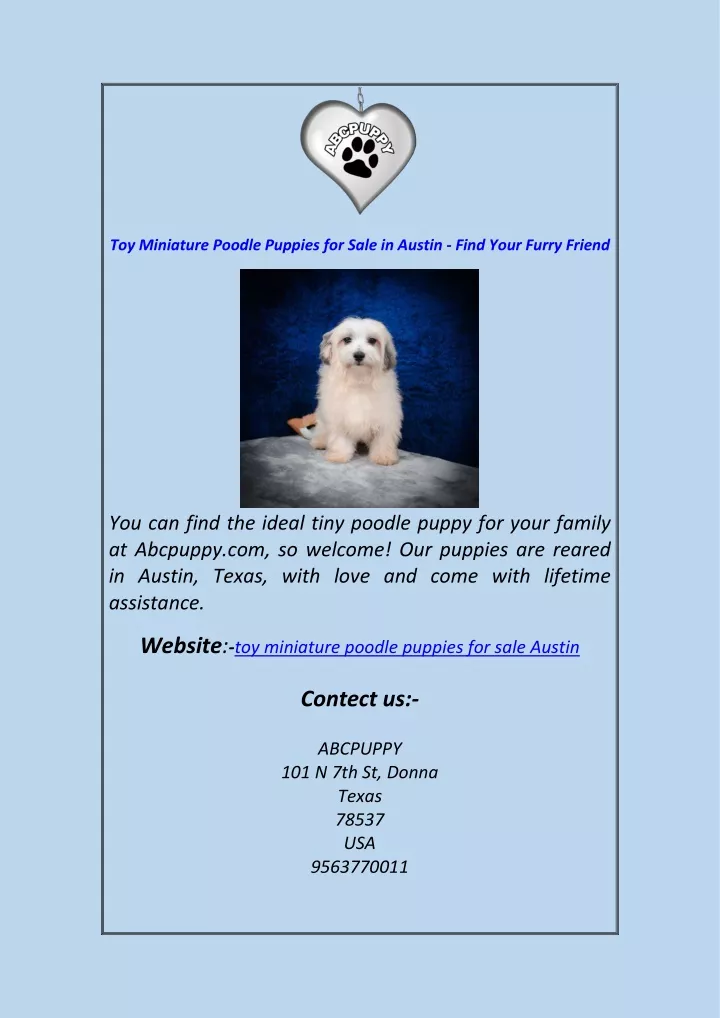 toy miniature poodle puppies for sale in austin