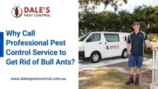 Why Call Professional Pest Control Service to Get Rid of Bull Ants?