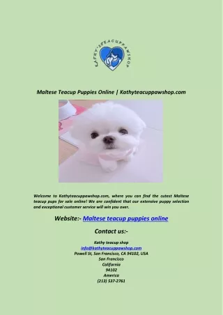 Maltese Teacup Puppies Online  Kathyteacuppawshop com