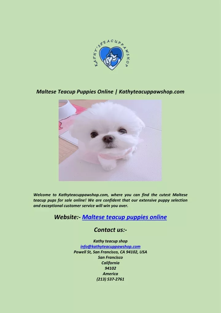 maltese teacup puppies online kathyteacuppawshop