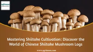 Mastering Shiitake Cultivation Discover the World of Chinese Shiitake Mushroom Logs