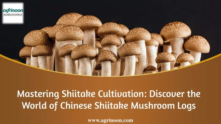 mastering shiitake cultivation discover the world