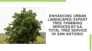 Expert Tree Trimming Services by S.A. Total Tree Service in San Antonio