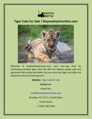 Tiger Cubs For Sale  Buyexoticpetsonline