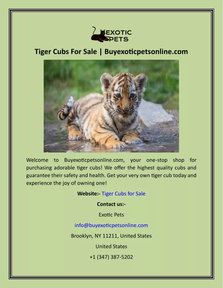 tiger cubs for sale buyexoticpetsonline com