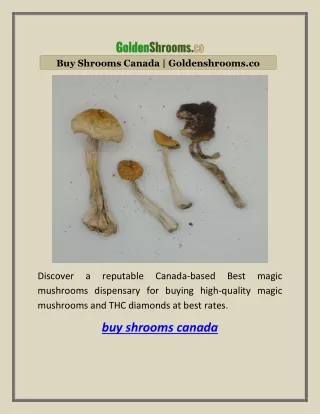 Buy Shrooms Canada | Goldenshrooms.co