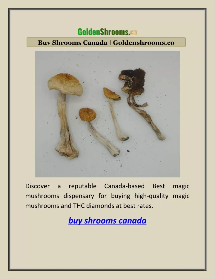 buy shrooms canada goldenshrooms co