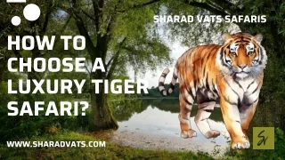 How to Choose a Luxury Tiger Safari