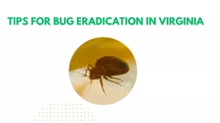 Tips for Bug Eradication in Virginia