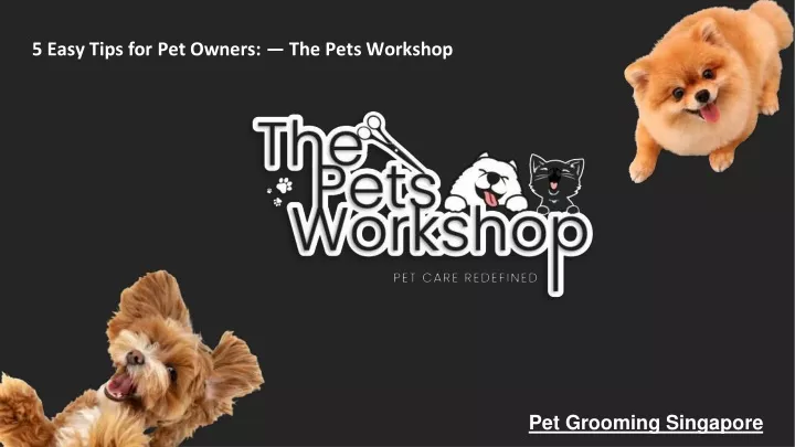 5 easy tips for pet owners the pets workshop