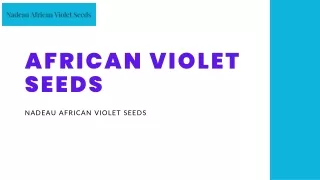 Nadeau African Violet Seeds Where Beauty Blooms