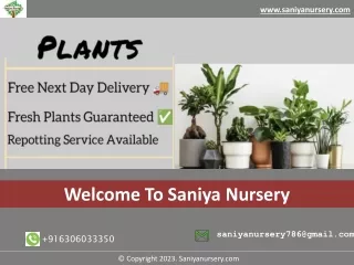 Garden Maintenance Services in Bangalore