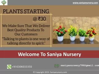 Indoor Plant Shop Marathahalli Bangalore