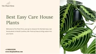 Best Easy Care House Plants - The Plant Firm