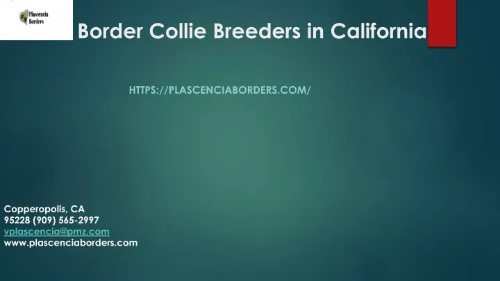 border collie breeders in california