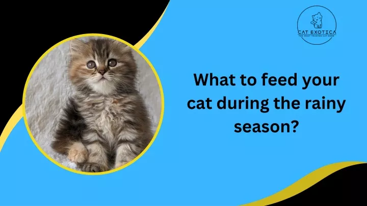 what to feed your cat during the rainy season