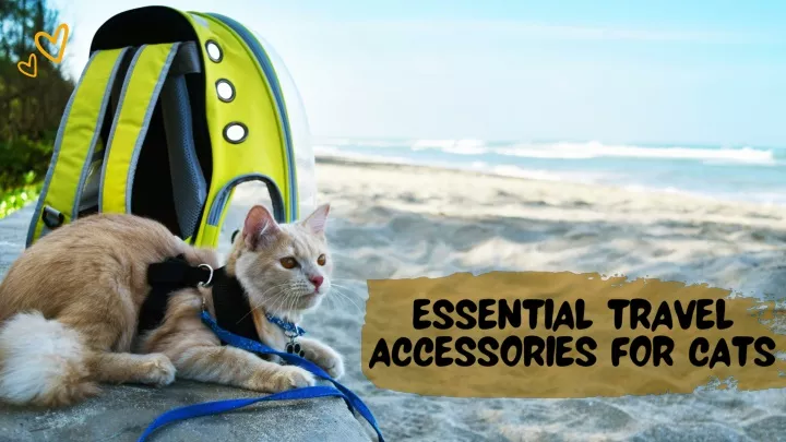 essential travel accessories for cats