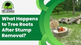 What Happens to Tree Roots After Stump Removal 