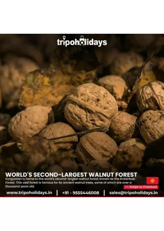 Tour To World's Second Largest Walnut Resort