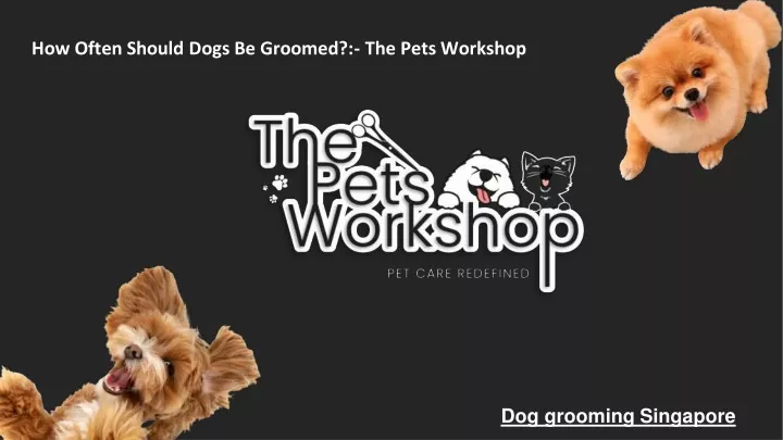 how often should dogs be groomed the pets workshop