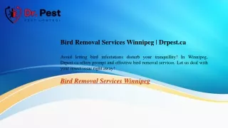 Bird Removal Services Winnipeg  Drpest.ca