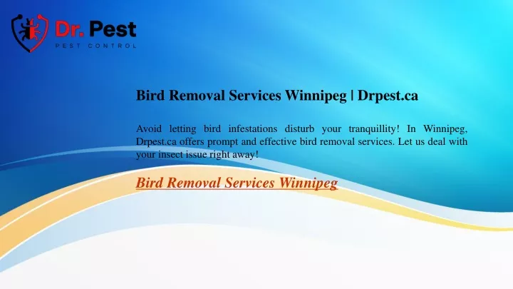 bird removal services winnipeg drpest ca avoid