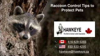 Raccoon Control Tips to Protect Pets