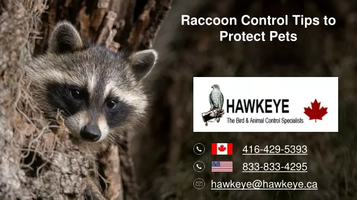 raccoon control tips to protect pets