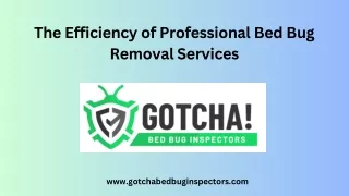The Efficiency of Professional Bed Bug Removal Services