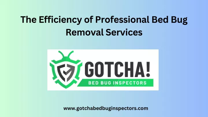 the efficiency of professional bed bug removal