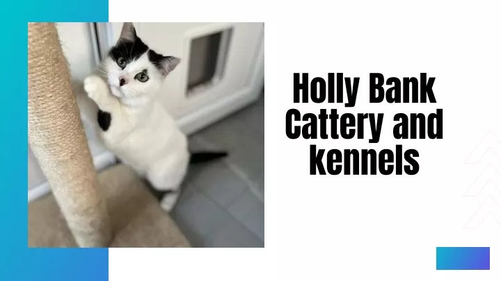 holly bank cattery and kennels