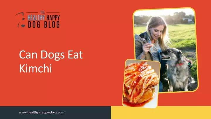 can dogs eat kimchi