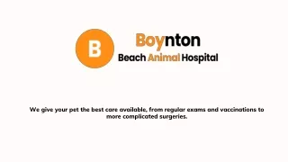 A Layman’s Guide to Animal Hospital Services – The Safest Hands Around