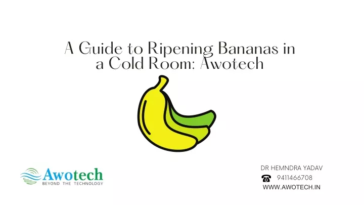 a guide to ripening bananas in a cold room awotech