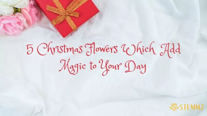 5 christmas flowers which add magic to your day