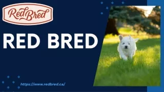 Moyen Poodles For Sale | Redbred: Quality Breeder In Canada