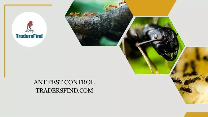 ant pest control tradersfind com