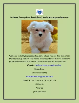 Maltese Teacup Puppies Online  Kathyteacuppawshop